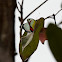 Red-banded Jezebel