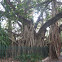 Moreton Bay Fig Tree