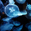 Moon Jellyfish