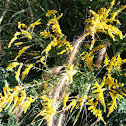 Ragweed