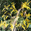 Ragweed