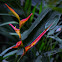 Heliconia del bosque