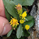 New England/Alpine Goldenrod
