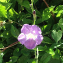 Little bell