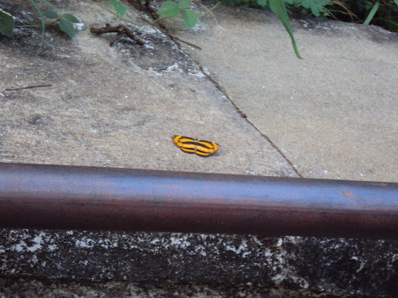 Spotting Image 1