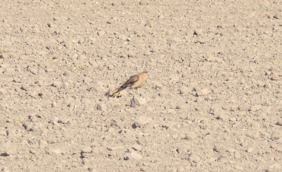 Spotting Image 1