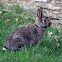 Eastern Cottontail Rabbit