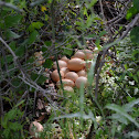 Chicken eggs