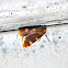 Yellow-fringed Dolichomia Moth