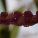 Orquídea