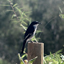 Fiscal Flycatcher