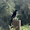 Fiscal Flycatcher