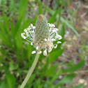 Buckhorn Plantain