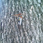 Cicada Killer