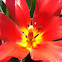 Tulip