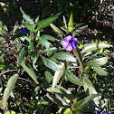 Mexican Petunia