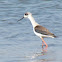 Black-winged Stilt