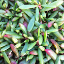 Carpobrotis