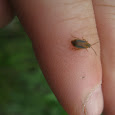 Massabesic Middle School Biodiversity Mission