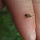 Massabesic Middle School Biodiversity Mission