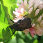 Cetonia aurata