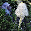 Beargrass