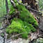 Moss