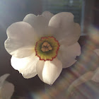 Narcissus