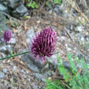chives - schnittlauch