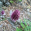 chives - schnittlauch
