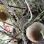 तोप गोला Cannon Ball Tree