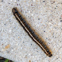 eastern tent caterpillar