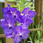 Vanda hybrid