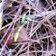 Praying Mantis