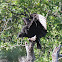 Black Vulture