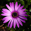 Purple African Daisy