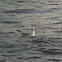 Gull