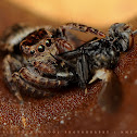 'Lil Jumpie & its Prey
