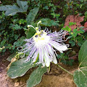 Passion Flower