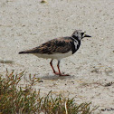 Turnstone