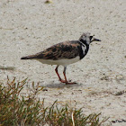 Turnstone