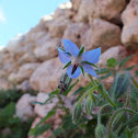 Borage