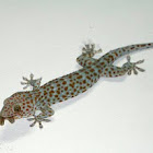 Tokay Gecko