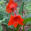 Amaryllis
