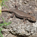 Common Wall Lizard