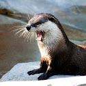 river otter