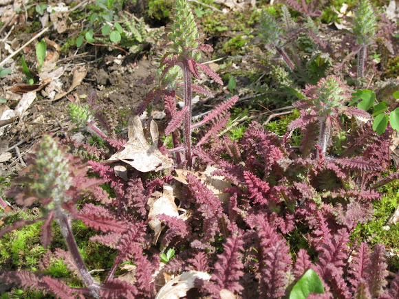 Spotting Image 1