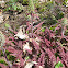 Lousewort