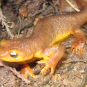 Coastal Range Newt