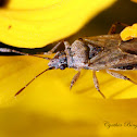 California False Chinch Bug